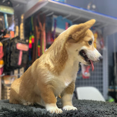 Collection image for: Pet Supplies