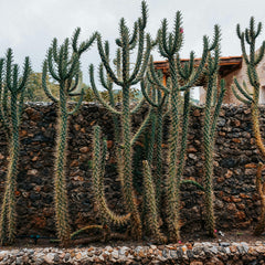 Collection image for: Garden & Outdoor