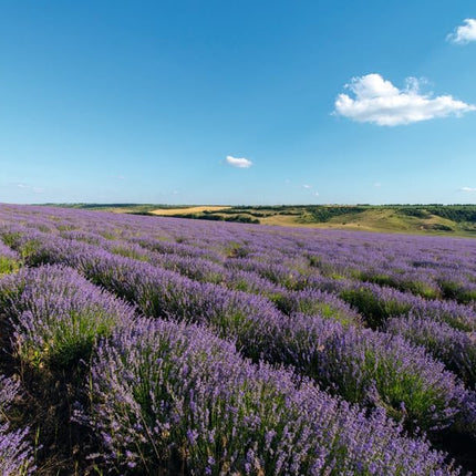 Relaxing Body & Beauty Oil 100Ml